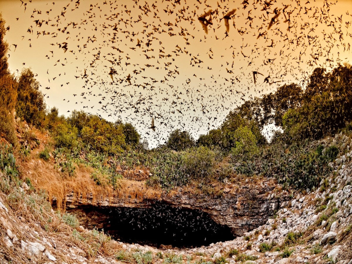 Beyond the Secrets of Bats