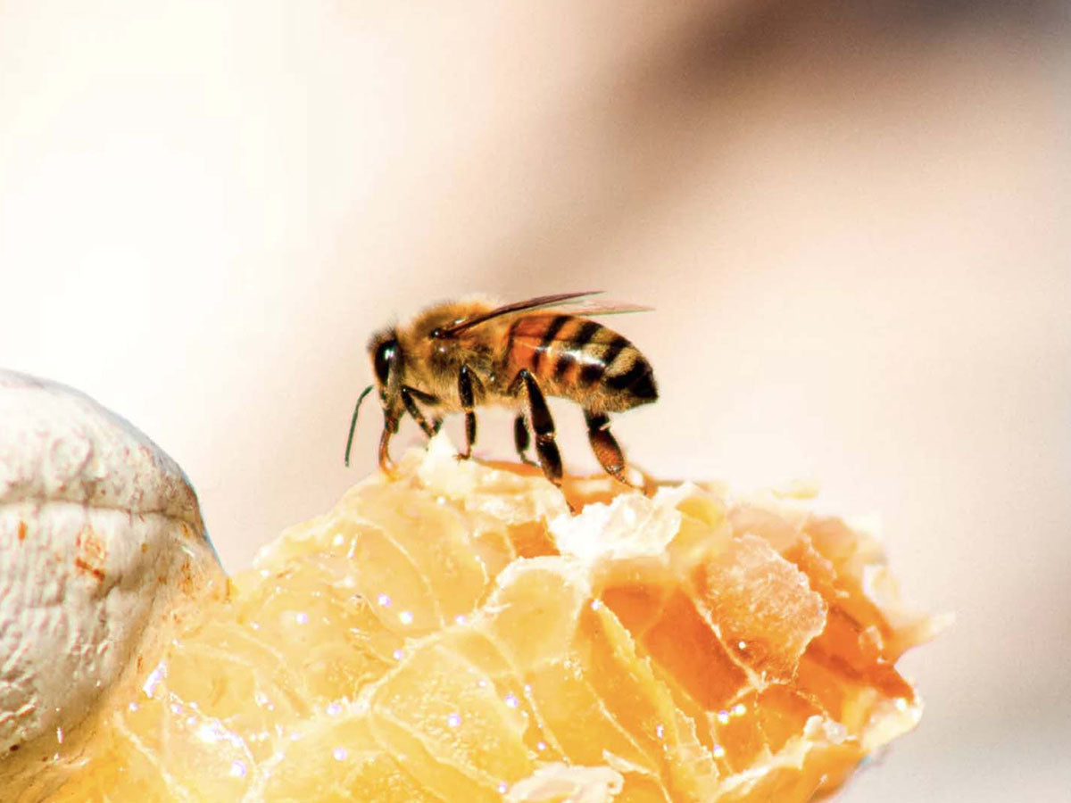 Macro shot of bee on honeycomb, by Meg