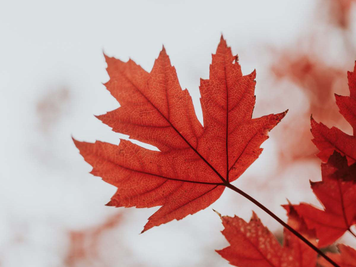 Red oak leaf in the fall