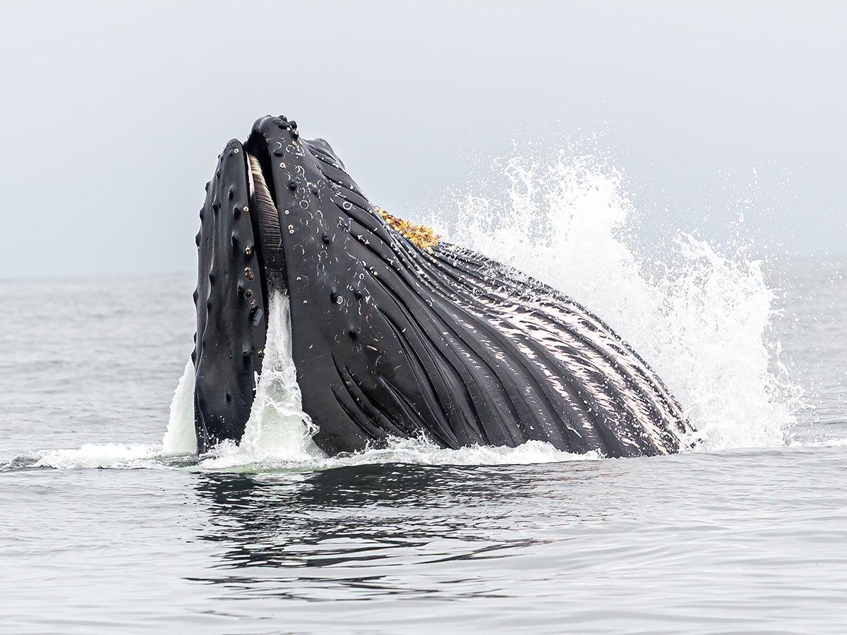 Humpback whale breaching in the ocean